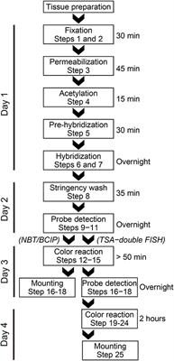 Double In situ Hybridization for MicroRNAs and mRNAs in Brain Tissues